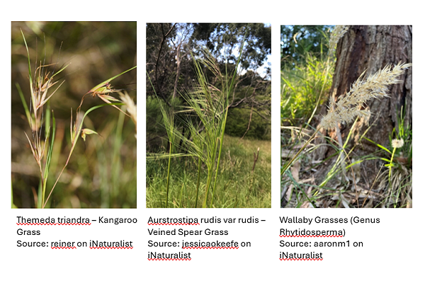 Kangaroo Grass (Themeda triandra) Source: reiner on iNaturalist. Middle - Veined Spear Grass (Aurstrostipa rudis var rudis) Source: jessicaokeefe on iNaturalist. Right - Wallaby Grasses (Genus Rhytidosperma) Source: aaronm1 on iNaturalist.