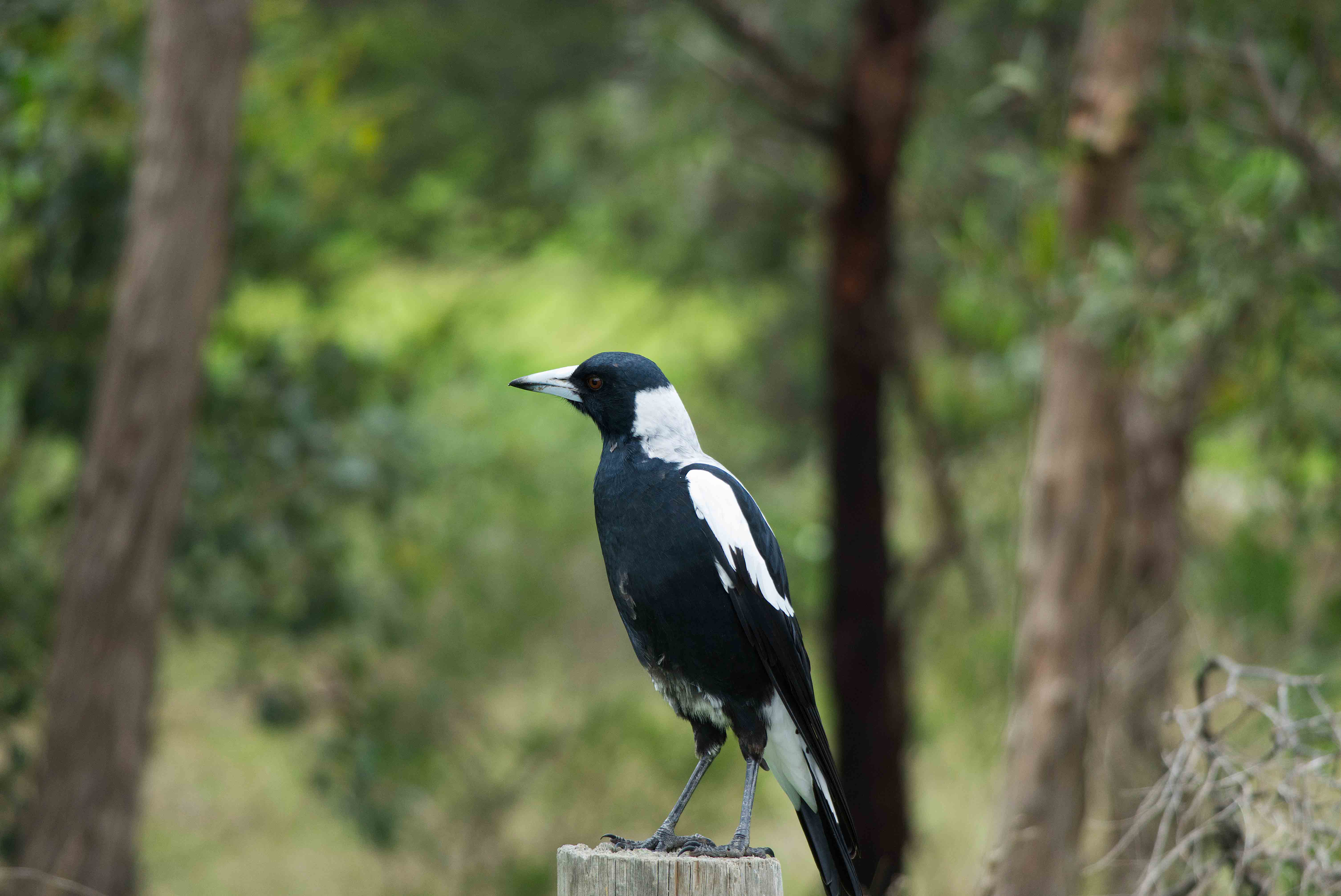 Magpie swooping season Knox