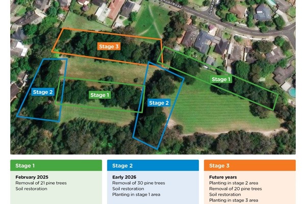 Stages of Koolunga tree removal