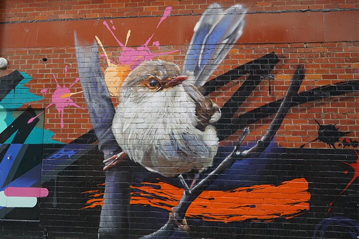 Superb Fairy Wren mural
