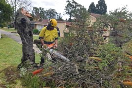 Man chopping broken tree branches