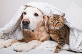 A golden retriever and tabby cat posing under a blanket