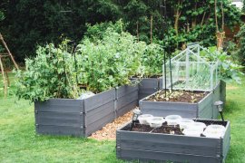 Raised garden beds with vegetables growing.