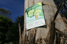 Photograph of tree and tree signage at Blind Creek Fairpark Reserve - 2020