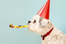 Dog wearing party hat