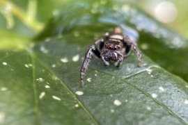Photograph of spider on leaf