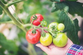 Hand holding fresh tomatoes