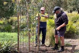 Planting Separation Tree sapling at Quarry Reserve