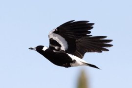 A magpie.