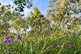 A combination of Spear-grass (Austrostipa) and Chocolate Lilies (Arthropodium strictum) at Whitecliffe Reserve, Rowville