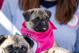 Photo of a pug (dog) in a pink vest