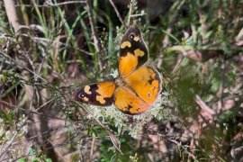 female Common Brown butterfly (Heteronympha merope) on a Bursaria Lakewood Nature Reserve