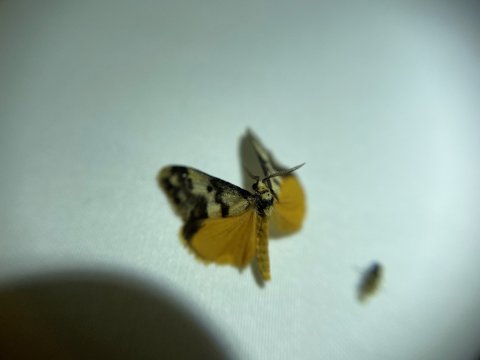 a moth under lighting