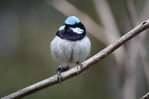 Blue fairy wren