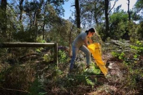 A person at a working bee in a green open space.