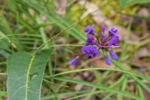 A wildflower.